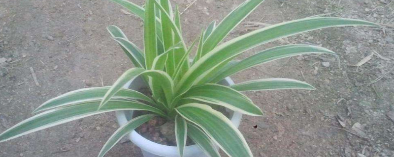 金边吊兰施什么肥料(金边吊兰施什么肥料长得好)