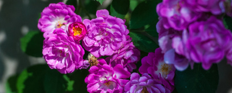 蔷薇花的养殖方法（蔷薇花的养殖方法和修剪）