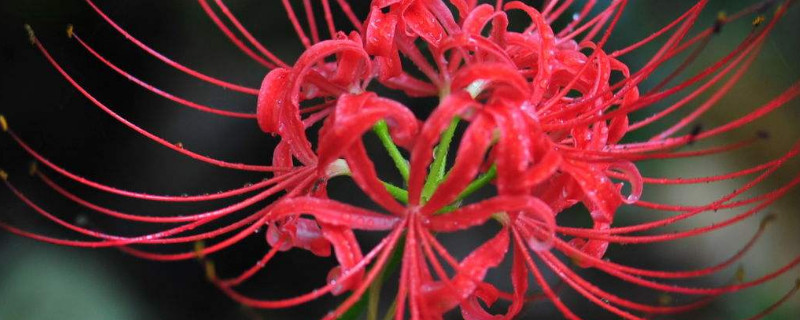 彼岸花花后怎么修剪（彼岸花叶子能剪吗）