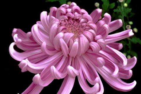 菊花怎么修剪插瓶