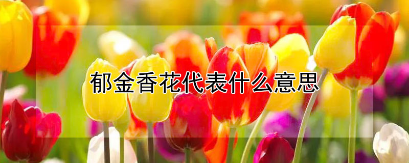 郁金香花代表什么意思（郁金香指的是什么花）