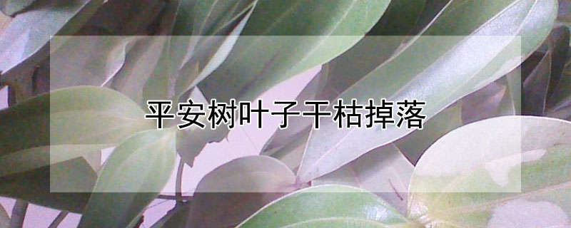 平安树叶子干枯掉落(平安树叶子干枯掉落怎么办)