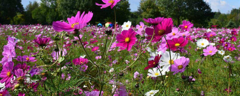 波斯菊什么时候打顶（波斯菊什么时候开始打顶）