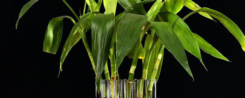 富贵竹长虫子了怎么办（富贵竹怎么会长虫子）