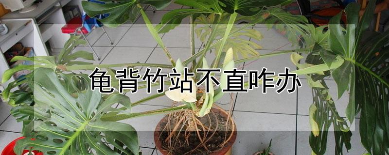 龟背竹站不直咋办（龟背竹长不直）