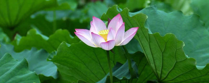 荷花根怎么种（荷花块根盆栽怎么种植）