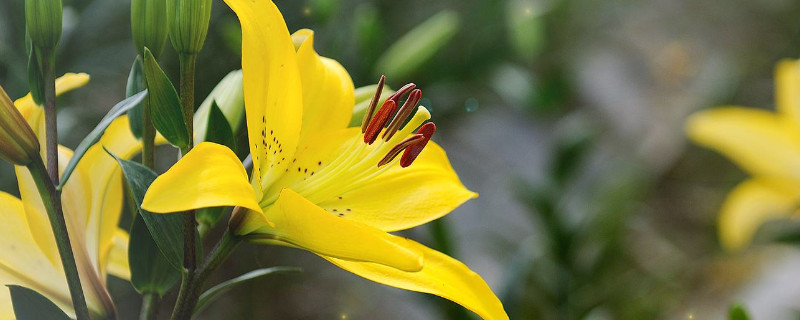 百合长花苞后要怎么养 百合长了花苞后怎么养