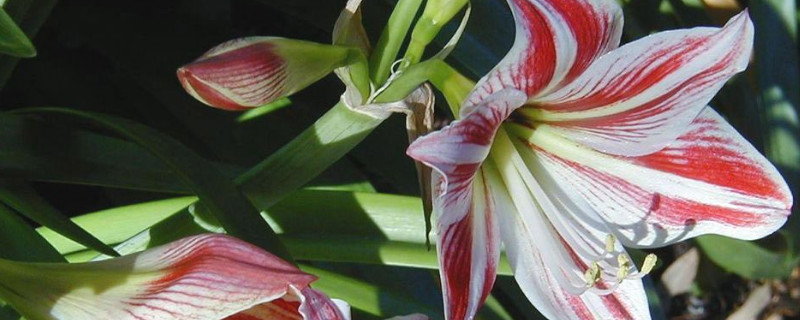 百合花春天开花吗（春天有没有百合花）