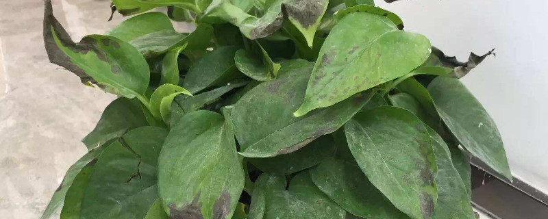 绿萝叶尖发黑怎么回事 绿萝叶子干尖发黑是怎么回事