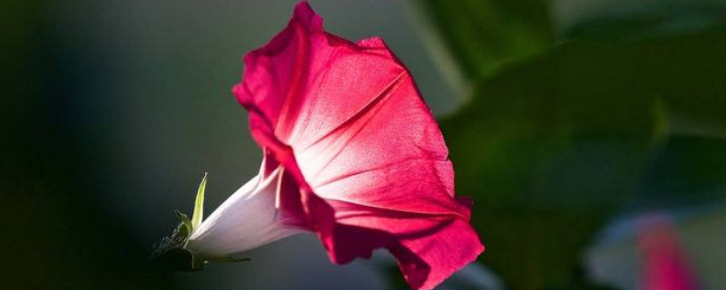 牵牛花如何扦插繁殖 牵牛花能扦插繁殖吗