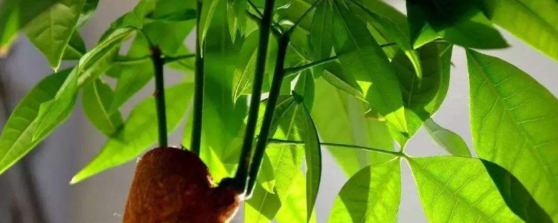 发财树老桩怎么发新芽 发财树桩子怎么可以发芽