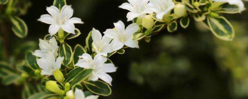 六月雪怎样浇水养护（六月雪怎么浇水养护）