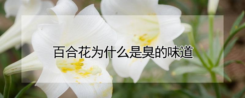 百合花为什么是臭的味道（百合花的味道为啥臭）