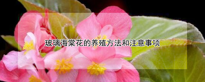 玻璃海棠花的养殖方法和注意事项 玻璃海棠类花怎么养