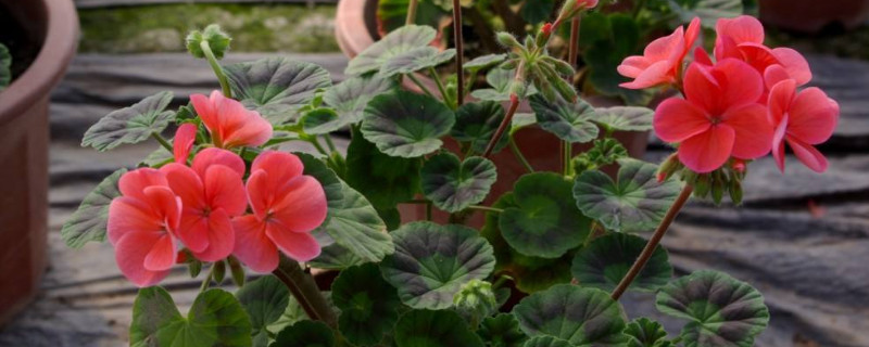 天竺葵叶子边缘发黄解决方法（天竺葵叶子中间黄叶怎么回事）