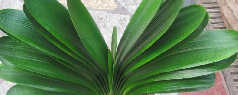 君子兰夹箭一直不出来怎么办（君子兰花夹箭怎么处理出不来怎么办）