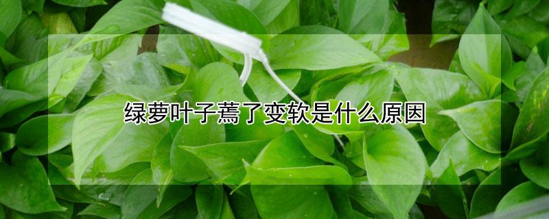 绿萝叶子蔫了变软是什么原因 绿萝叶子变软了是为什么