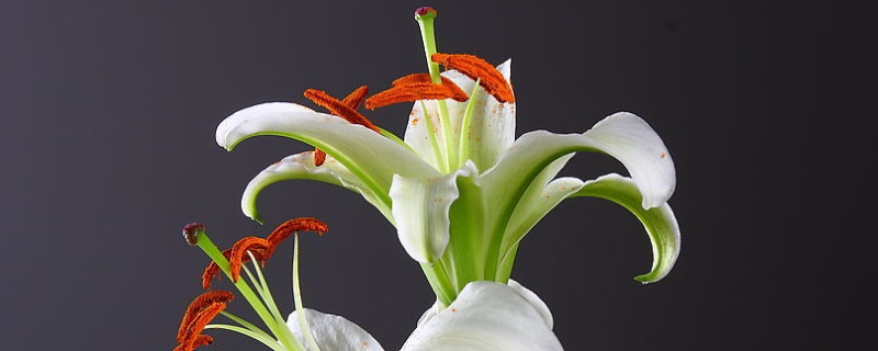 百合气味对身体有害吗（百合花味道对人有影响吗?）