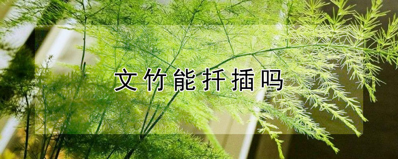 文竹能扦插吗 文竹能扦插吗几月份扦插比较好