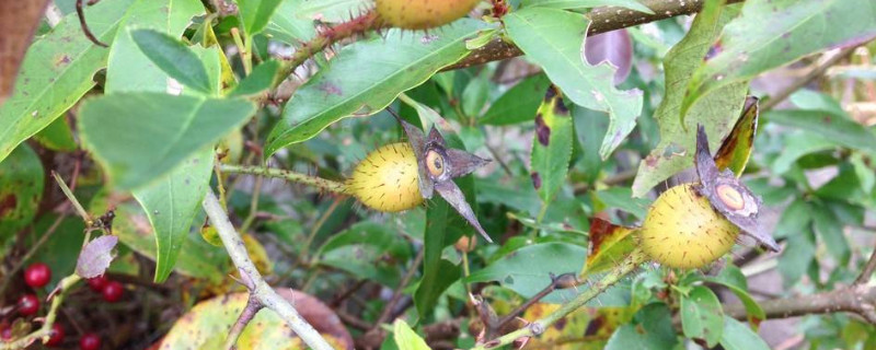 金樱子什么时候成熟 金樱子什么时候成熟 金樱子采收时间