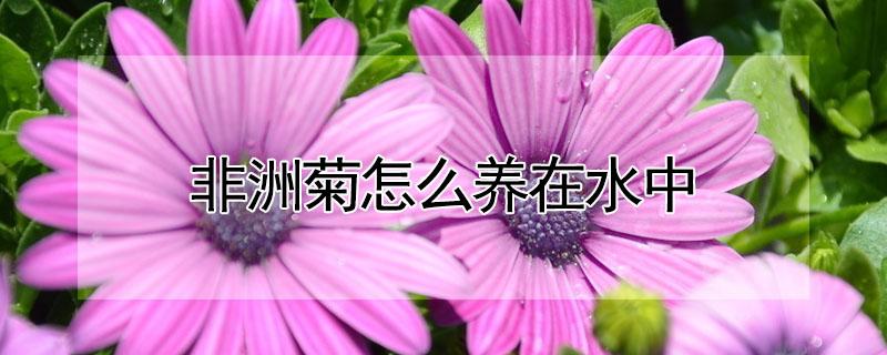 非洲菊怎么养在水中（非洲菊放多少水）
