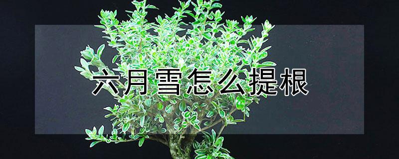 六月雪怎么提根（六月雪怎么提根抱石）