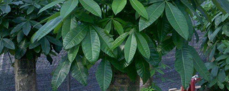 发财树怎么移栽（发财树怎么移栽上盆）