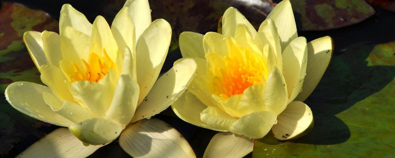 睡莲几月份开花 睡莲几月开花,花期几天