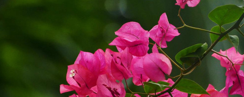 三角梅开花期间能施肥吗 三角梅开花的时候能施肥吗