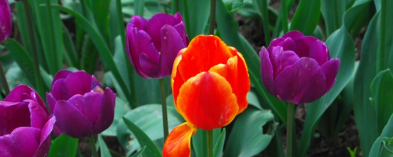 郁金香秋天会生长出叶么 郁金香冬天有叶子吗