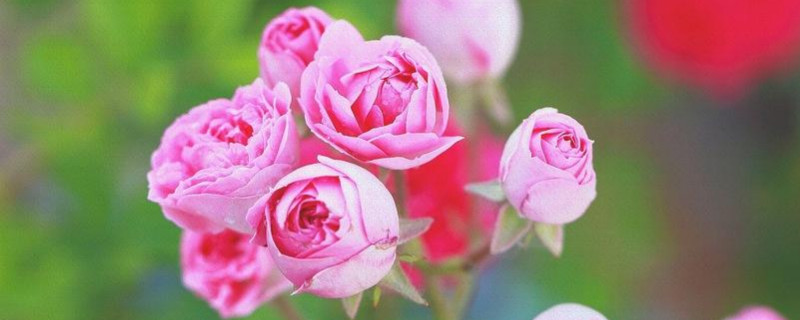 蔷薇怎么插杆（蔷薇花几月插杆）