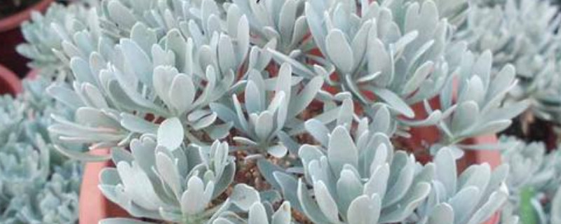 芙蓉菊的养殖方法和注意事项（芙蓉菊的繁殖方法和注意事项）