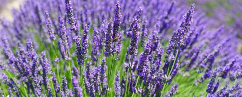 薰衣草和鼠尾草的区别（鼠尾草和薰衣草是一种植物吗）
