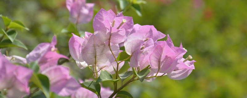 三角梅会冻死吗 三角梅冬天会不会被冻死