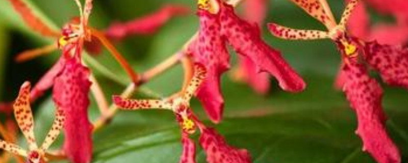 火焰兰怎么养（火焰兰怎么养护）