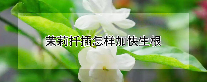 茉莉扦插怎样加快生根 茉莉扦插生根最快方法用生根粉