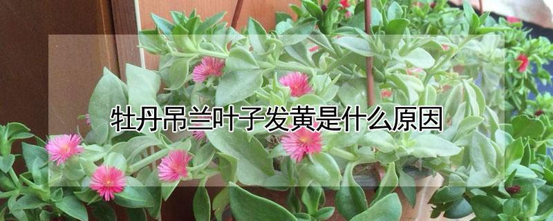 牡丹吊兰叶子发黄是什么原因（牡丹吊兰黄叶干叶是怎么回事儿）