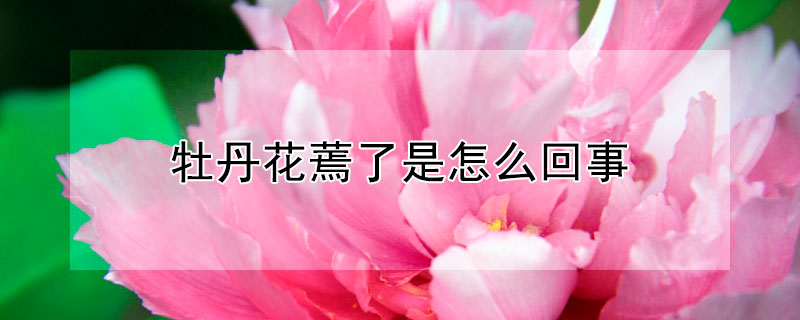 牡丹花蔫了是怎么回事（牡丹花突然蔫了怎么办）