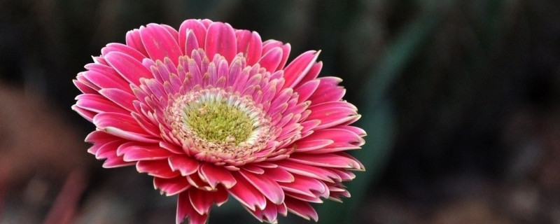 菊花栽培养殖方法 菊花栽培养殖方法视频