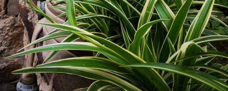 吊兰怎么浇水 油画婚礼吊兰怎么浇水