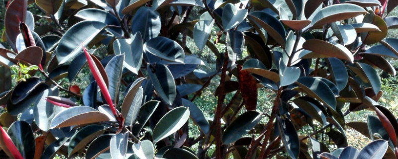 橡皮树夏季注意事项(橡皮树夏天放在哪里好)