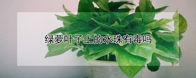 绿萝叶子上的水珠有毒吗（绿萝早上叶子有水珠有毒吗）