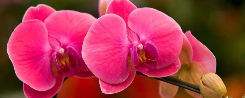 蝴蝶兰怎么修剪才能开第二次花（蝴蝶兰二次开花后如何剪枝）