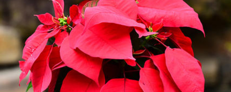 一品红可以放在室内养吗 一品红可以在卧室养吗