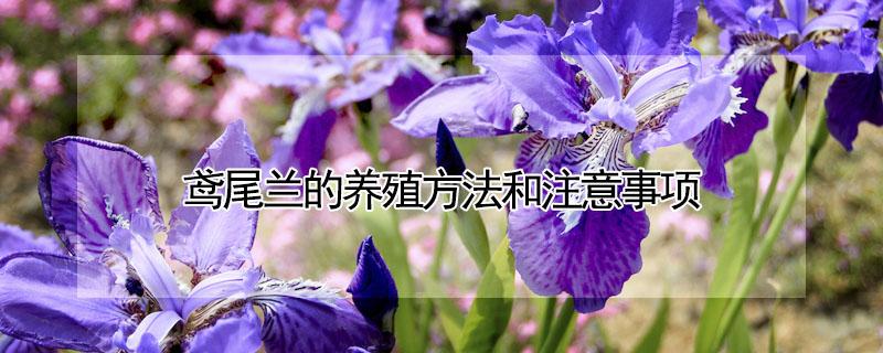 鸢尾兰的养殖方法和注意事项 巴西鸢尾兰的养殖方法和注意事项