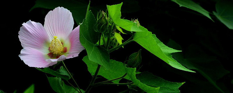 盆栽木芙蓉多高打顶 木芙蓉可以盆栽吗或者在室内养