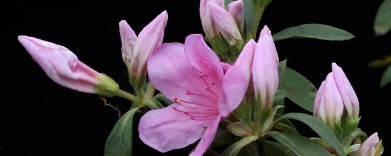 怎样让杜鹃花叶子发亮 怎样使杜鹃花叶子油亮