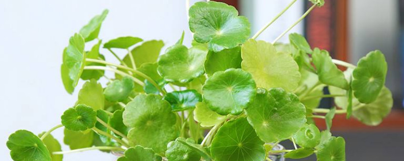 铜钱草土培怎么养(铜钱草土培怎么养视频)