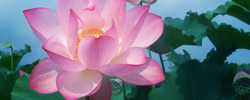 水养荷花为什么不开花（养的荷花为什么不开花）