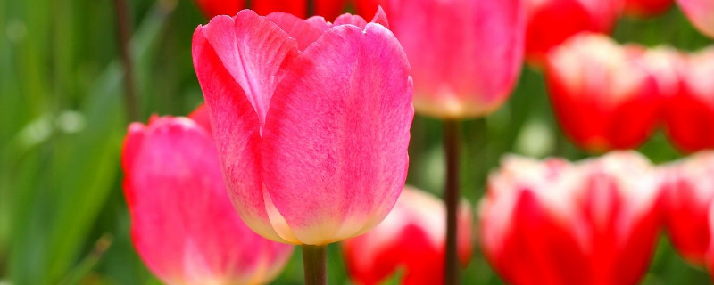 郁金香怎么低温处理 郁金香冷处理是怎么做